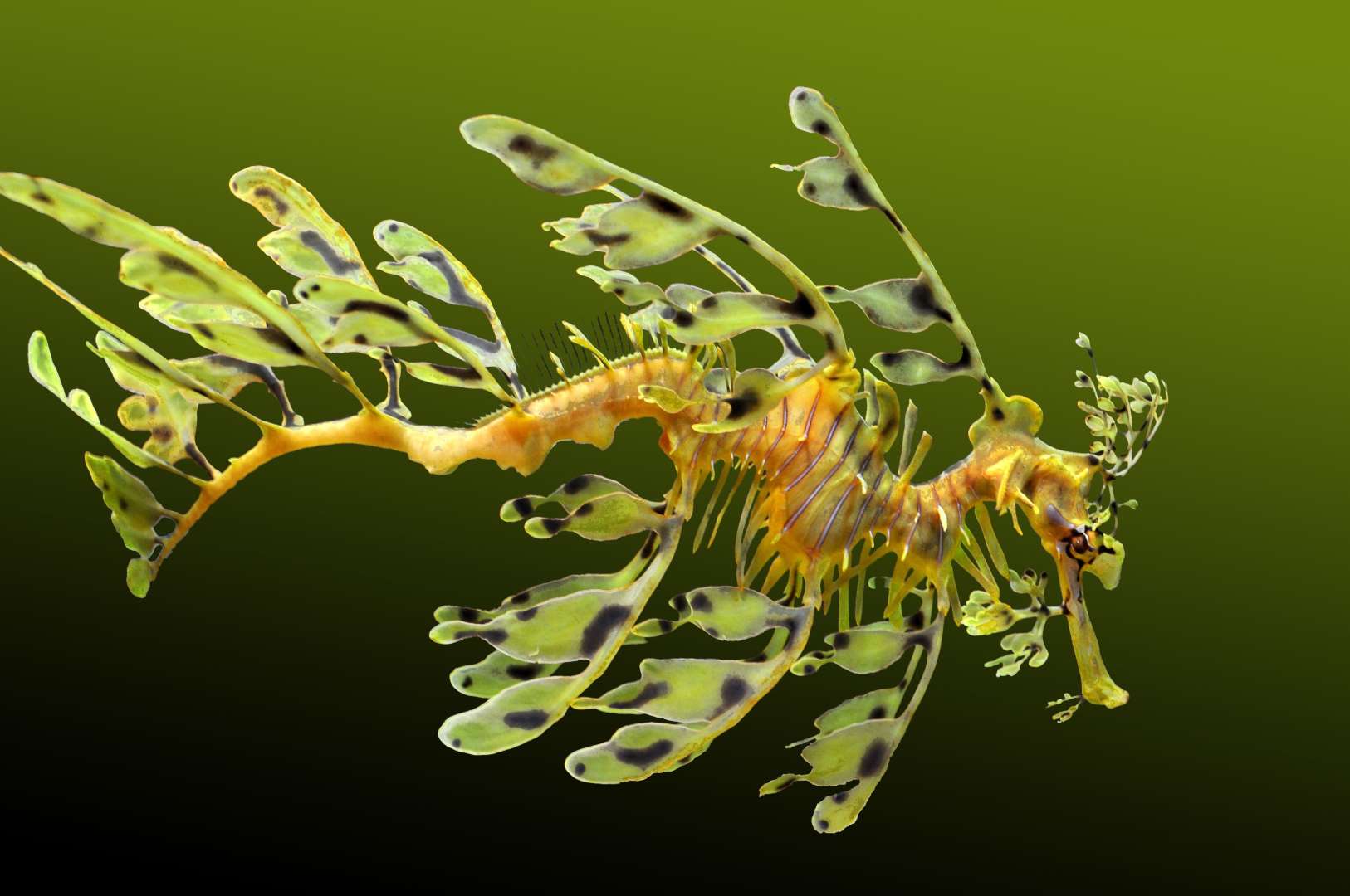 葉海龍（Leafy sea dragon）.jpg