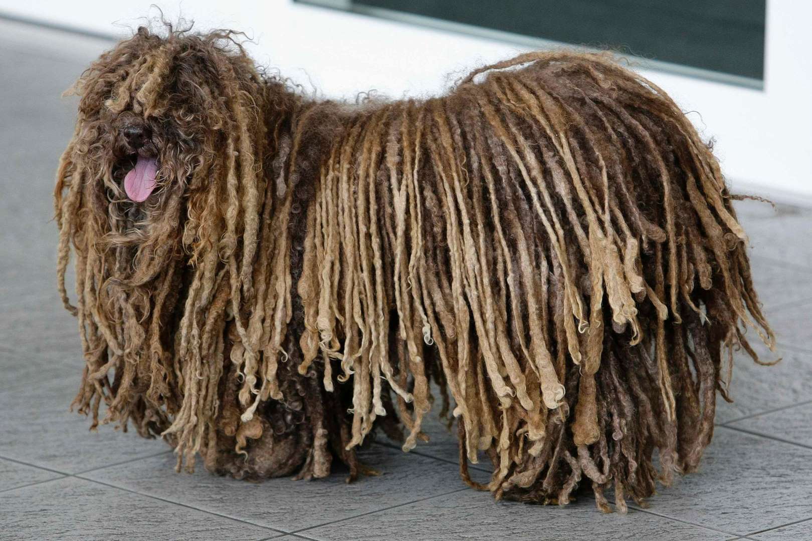 波利犬（Puli）.jpg