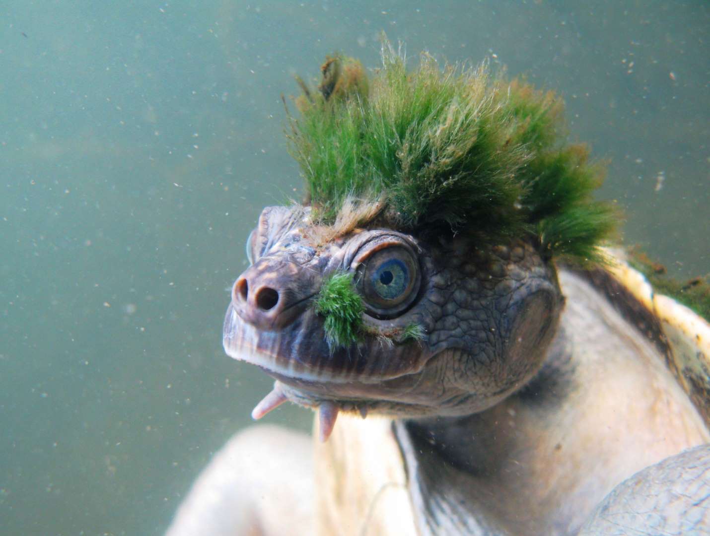 瑪麗河龜（Mary River turtle）.jpg