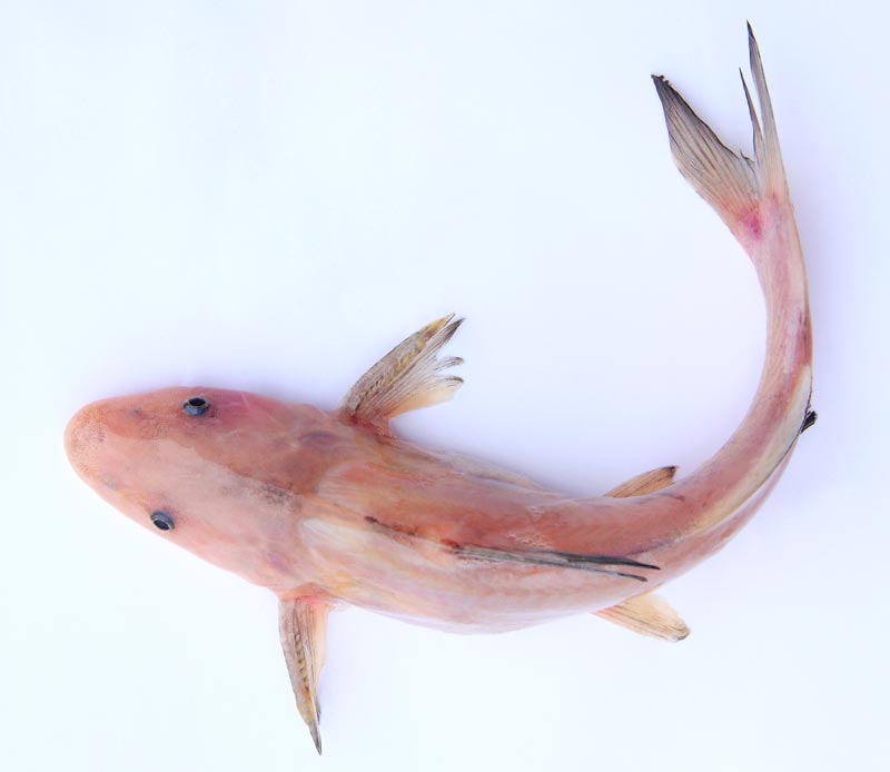 鮰魚.jpg